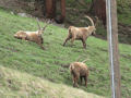 biviosteinbock