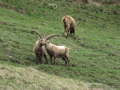 biviosteinbock1