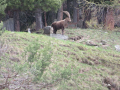 biviosteinbock2